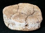 Small Edmontosaurus Toe Bone - Montana #12706-1